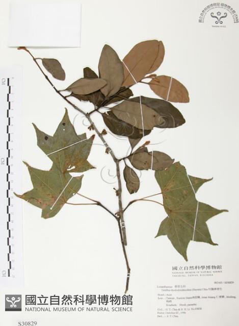 杜鵑桑寄生藏品圖，第1張