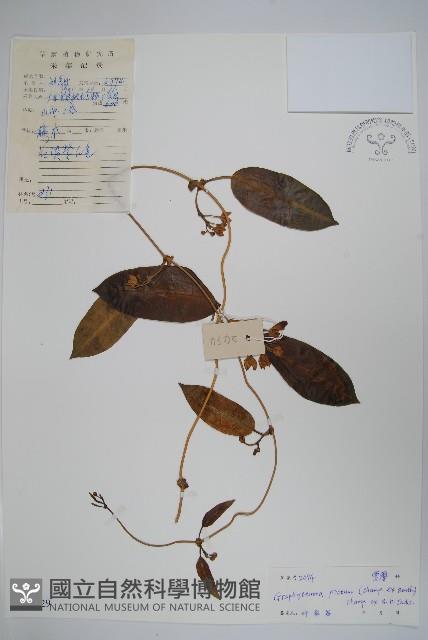 天星藤藏品圖，第1張