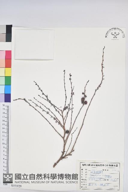 細葉饅頭果藏品圖，第1張