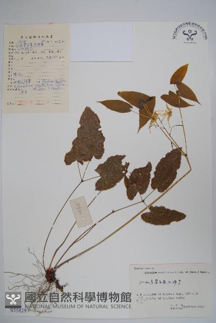 光葉淫羊藿藏品圖，第1張