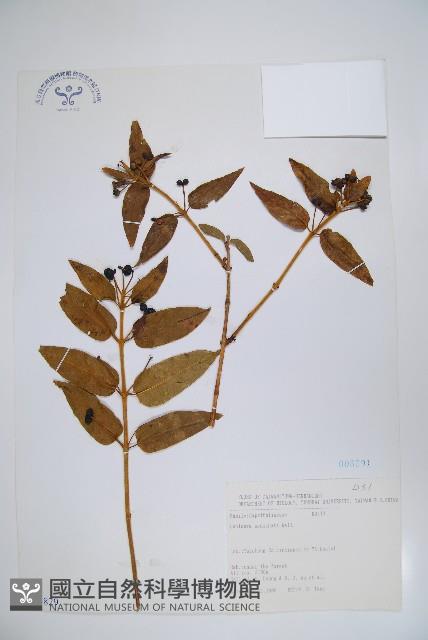 阿里山忍冬、漸尖葉忍冬藏品圖，第1張