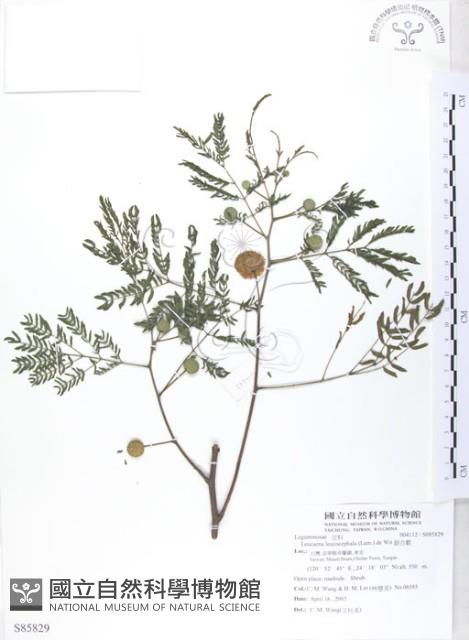 銀合歡藏品圖，第1張