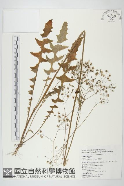 黃鵪菜藏品圖，第1張