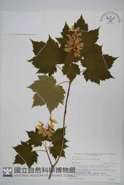 花楷槭藏品圖，第1張