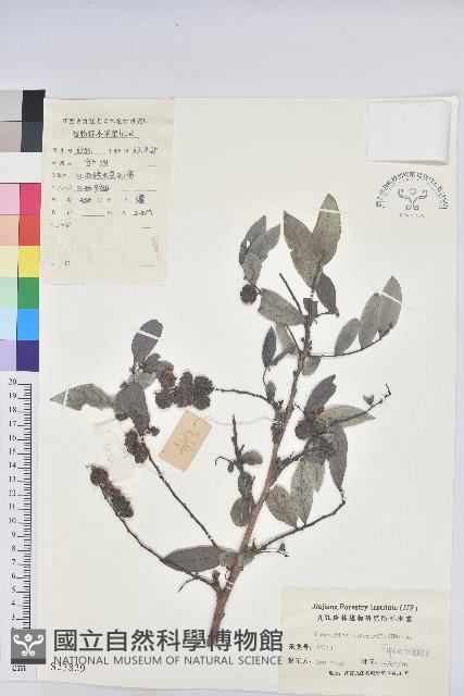 紅毛饅頭果藏品圖，第1張