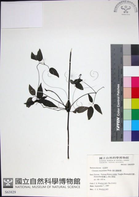 柱果鐵線蓮藏品圖，第1張