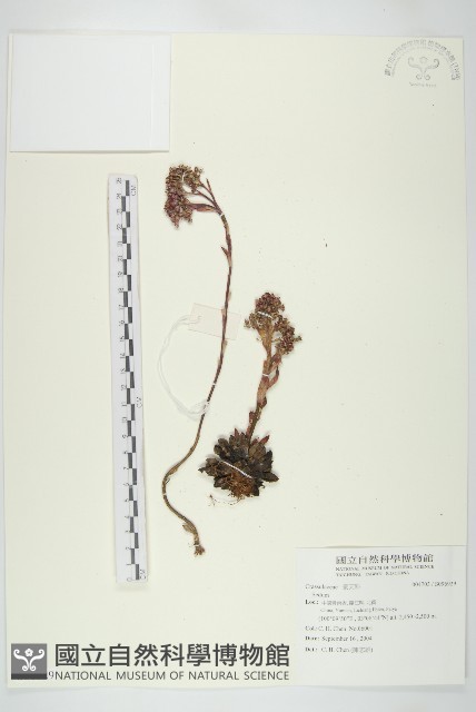 登錄號:S096929藏品圖，第1張