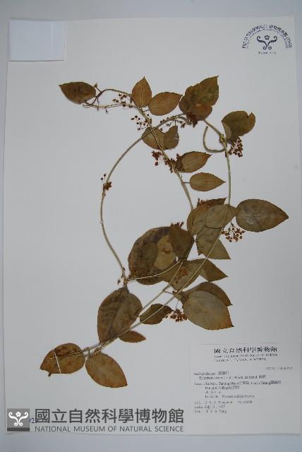 鷗蔓藏品圖，第1張