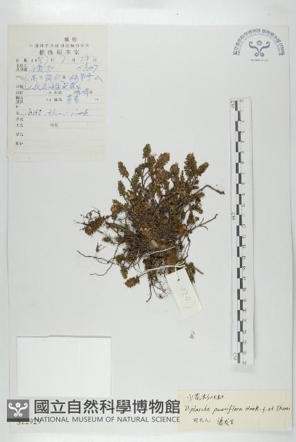 少花杉葉杜藏品圖，第1張