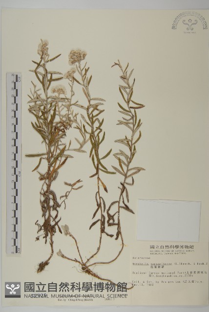 玉山抱莖籟簫藏品圖，第1張
