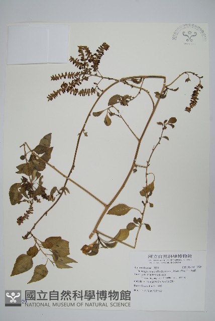 漿果莧、紐藤藏品圖，第1張