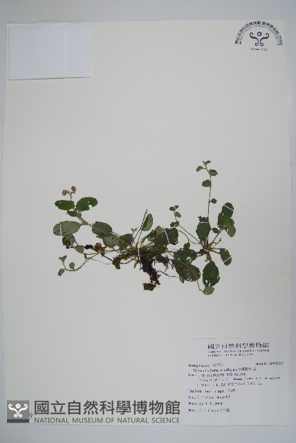 臺灣附地草藏品圖，第1張