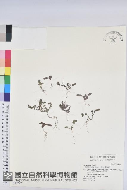 千根草藏品圖，第1張