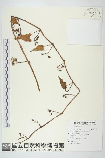 甕菜、空心菜藏品圖，第1張