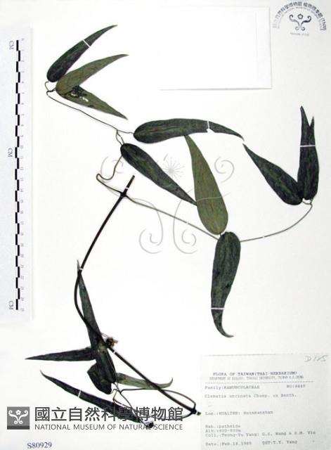 柱果鐵線蓮藏品圖，第1張