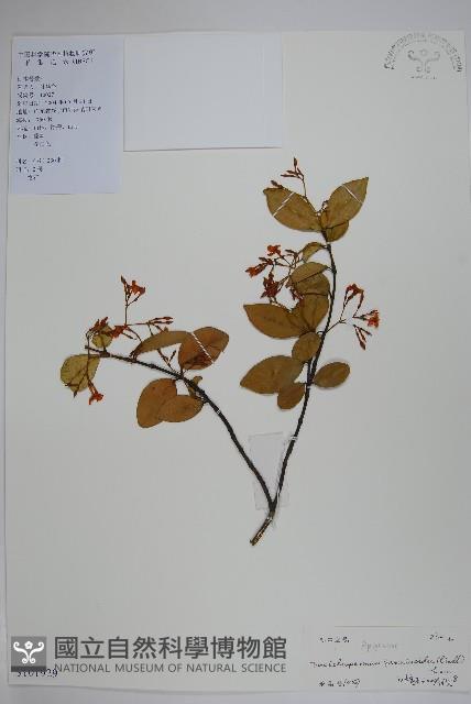 絡石藏品圖，第1張