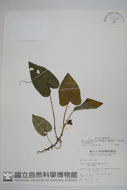 薄葉細辛、尾花細辛藏品圖，第1張