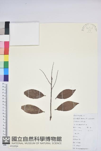 黃背越橘藏品圖，第1張