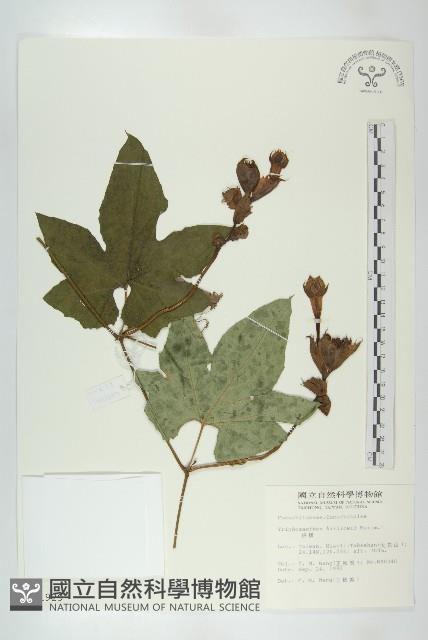 括樓藏品圖，第1張