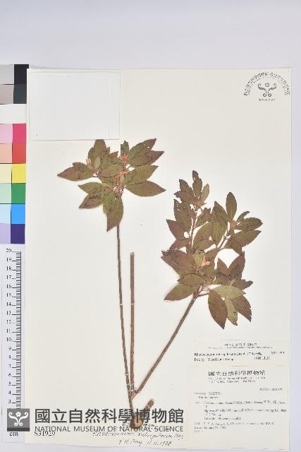 紅毛杜鵑藏品圖，第1張