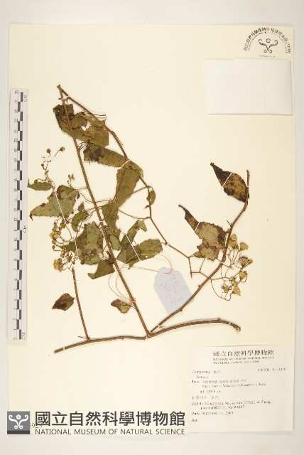 登錄號:S135929藏品圖，第1張