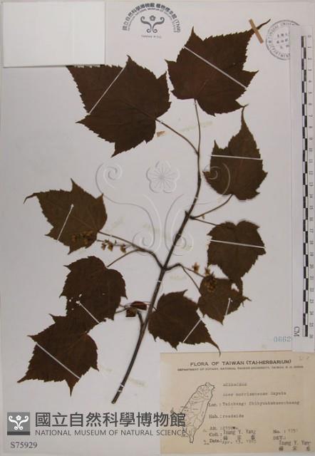 臺灣紅榨槭藏品圖，第1張