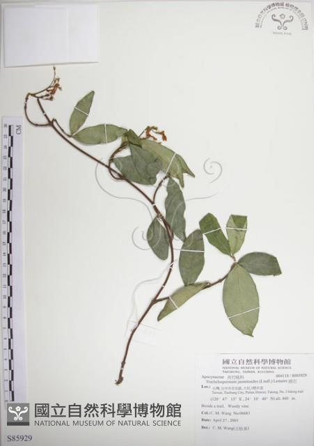 絡石藏品圖，第1張