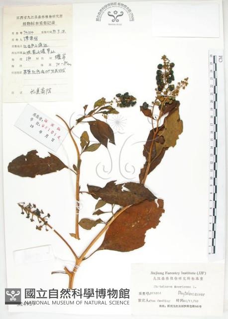 美洲商陸藏品圖，第1張