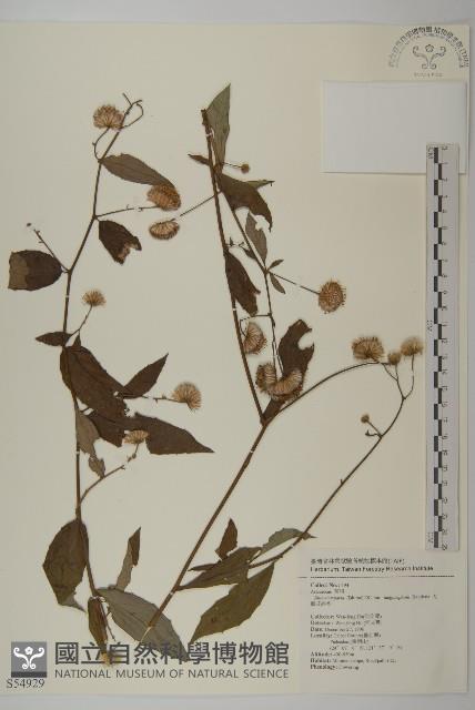 大頭艾納香藏品圖，第1張