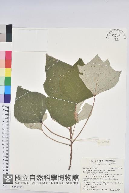 白匏子藏品圖，第1張