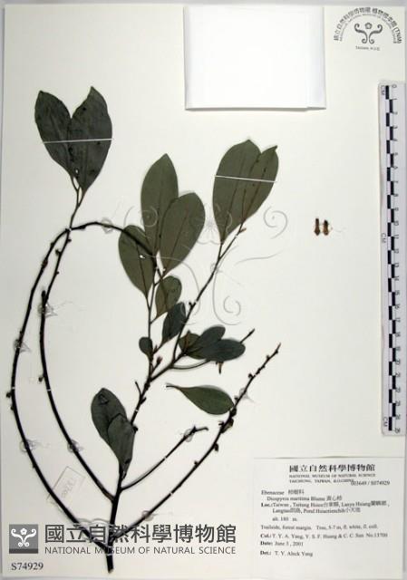 黃心柿藏品圖，第1張