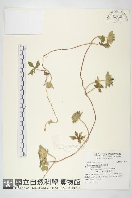 九爪藤藏品圖，第1張