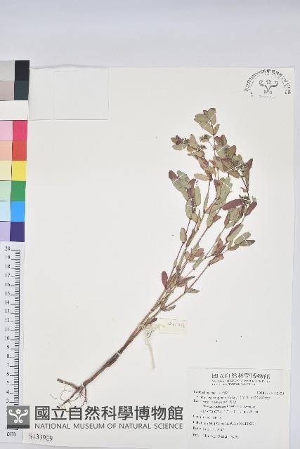 假紫斑大戟藏品圖，第1張