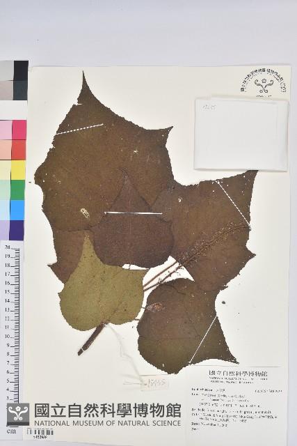 登錄號:S183929藏品圖，第1張