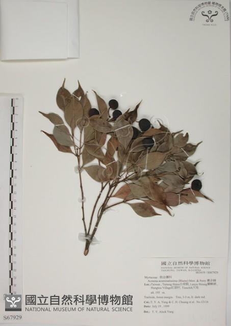 Willowleaf Eugenia Collection Image