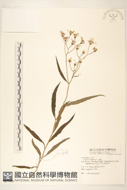 黃菀藏品圖，第1張