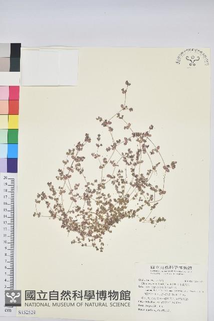 小葉大戟藏品圖，第1張