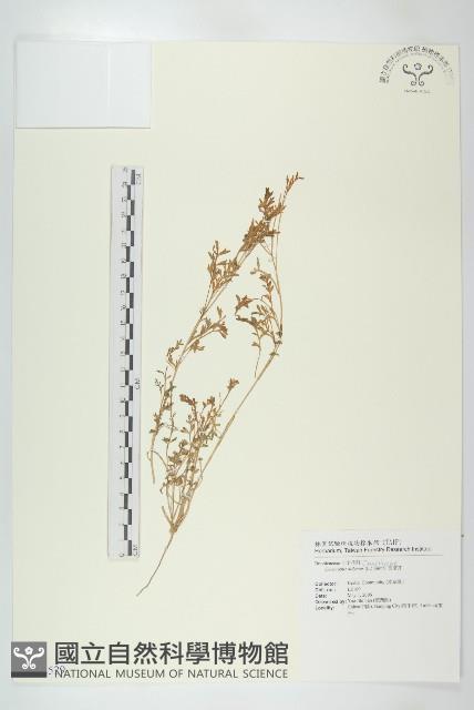 臭濱芥、臭薺藏品圖，第1張