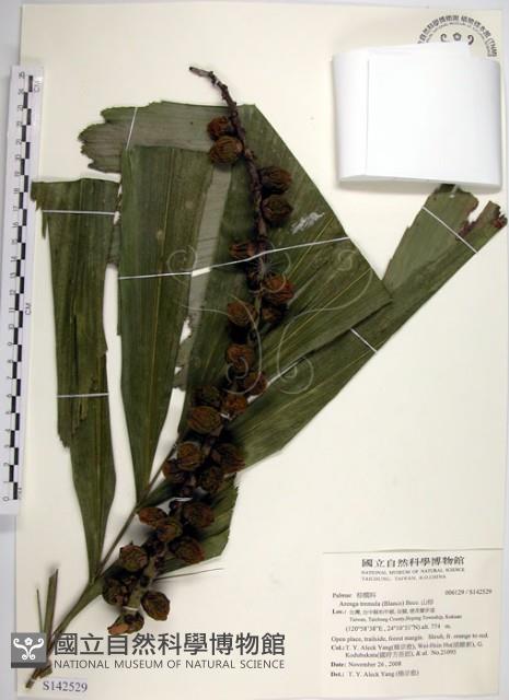 山棕藏品圖，第1張