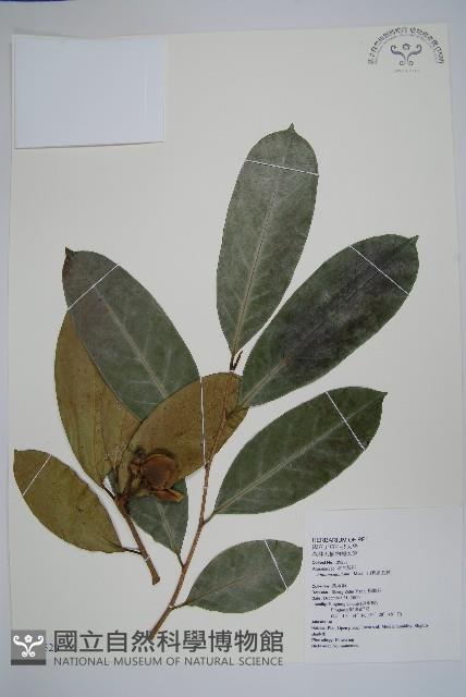 巴西番荔枝藏品圖，第1張