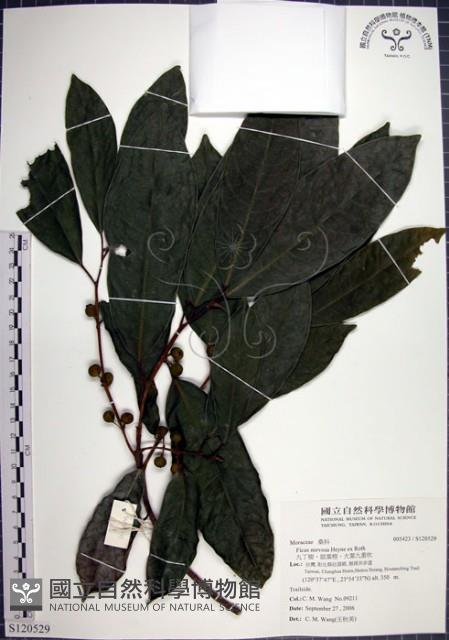 九重吹、九丁樹、脈葉榕、大葉九重吹藏品圖，第1張