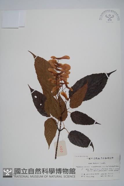 青榨槭藏品圖，第1張