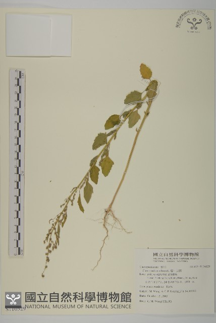 藜、灰藜藏品圖，第1張