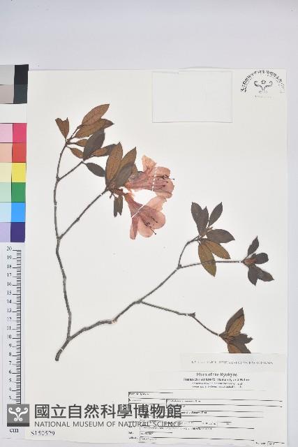 登錄號:S150529藏品圖，第1張