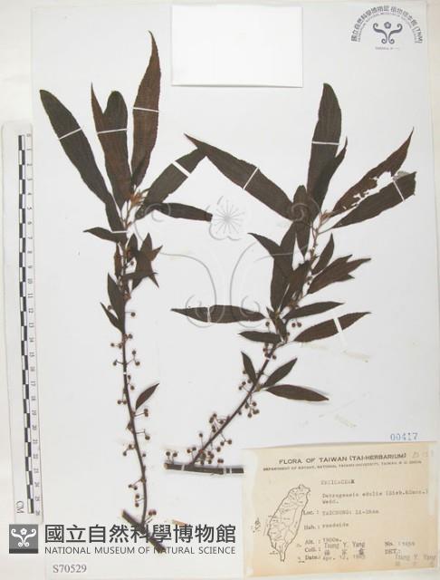 水麻藏品圖，第1張