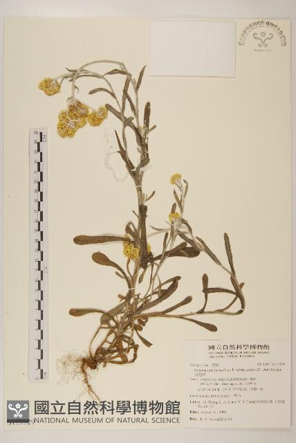 鼠麴草藏品圖，第1張