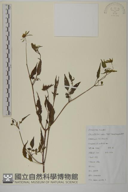 狼把草藏品圖，第1張