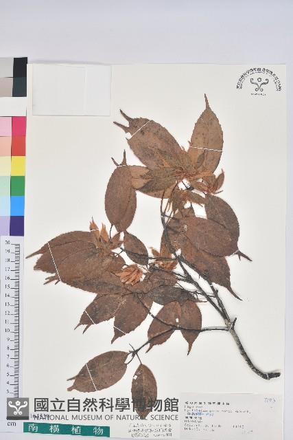 赤柯、赤椆、森氏櫟藏品圖，第1張