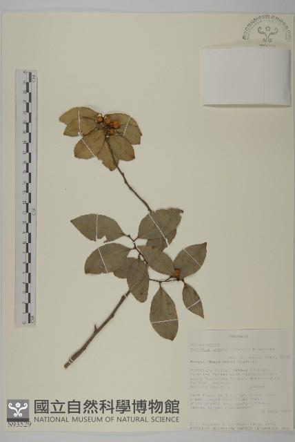 登錄號:S093529藏品圖，第1張