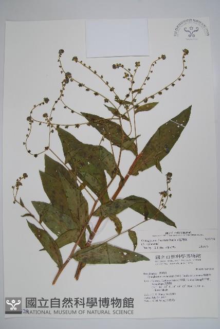 琉璃草藏品圖，第1張